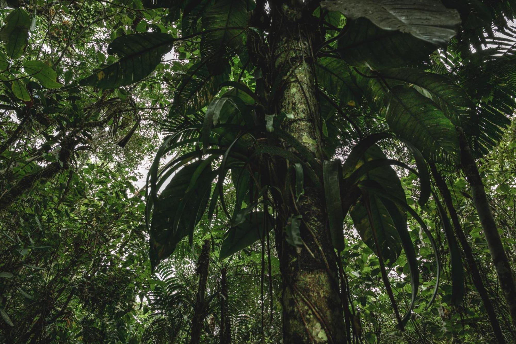 Huingos Eco Lodge Тарапото Экстерьер фото